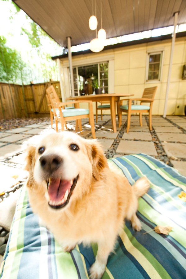 Dog on a patio