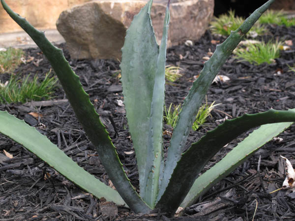 Blue agave; Lustron landscaping; photo by finelycrafted.net