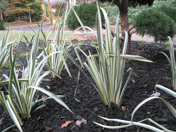 Lustron landscaping; variegated iris; pom pom pine; photo by finelycrafted.net
